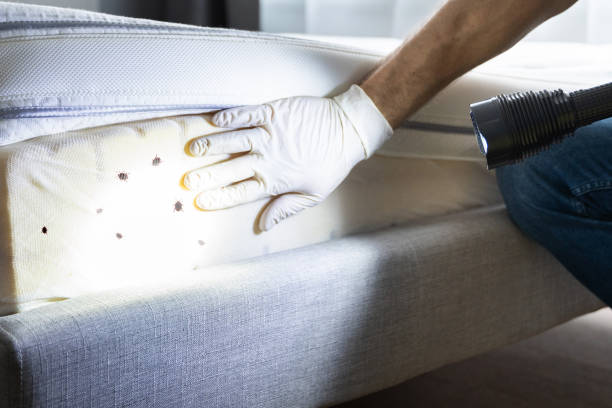 Best Rat Extermination Near Me  in Turners Falls, MA