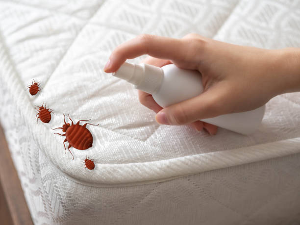 Trusted Turners Falls, MA Pest Control Experts
